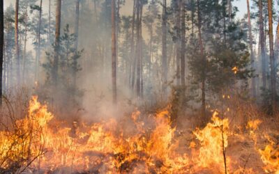 Prévenir les Incendies Forestiers